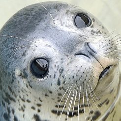 2023年3月18日より　当館そばにございます「おたる水族館」が夏期営業スタートしております。水族館チケット付プランも販売致しておりますので是非どうぞ！