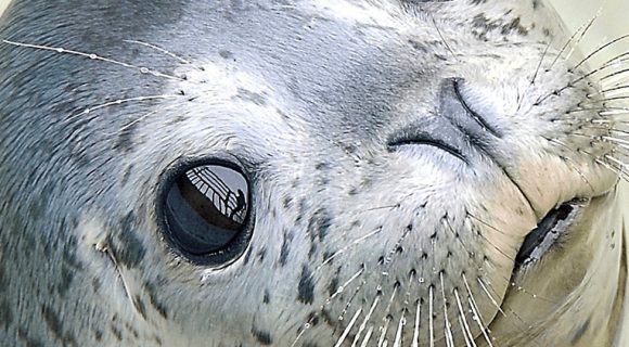 【ショーが見もの★イルカ、トド、ペンギンが人気者】露天風呂付客室　１泊２食付　AQUARIUM　PLAN　おたる水族館チケット付