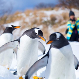 おたる水族館　ペンギンショー　ペンギン散歩　絶景　自然　北海道　小樽　フレンチ　ワイナリー