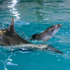 当館近隣のおたる水族館の冬期営業がスタート致しました。2025年2月24日まででございます。年末年始も営業致しておりますので是非遊びにいらっしゃって下さいませ。