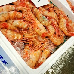 料理長　徳橋啓介が中央卸売市場に伺い、魚介類を見極めてまりました。