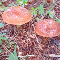 料理長　徳橋啓介が賞味会で使用する秋の味覚を求め、山に入りました。
